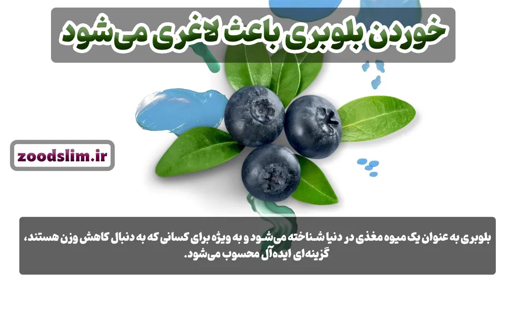 بلوبری برای لاغری شکم ایا بلوبری برای لاغری مناسب است؟